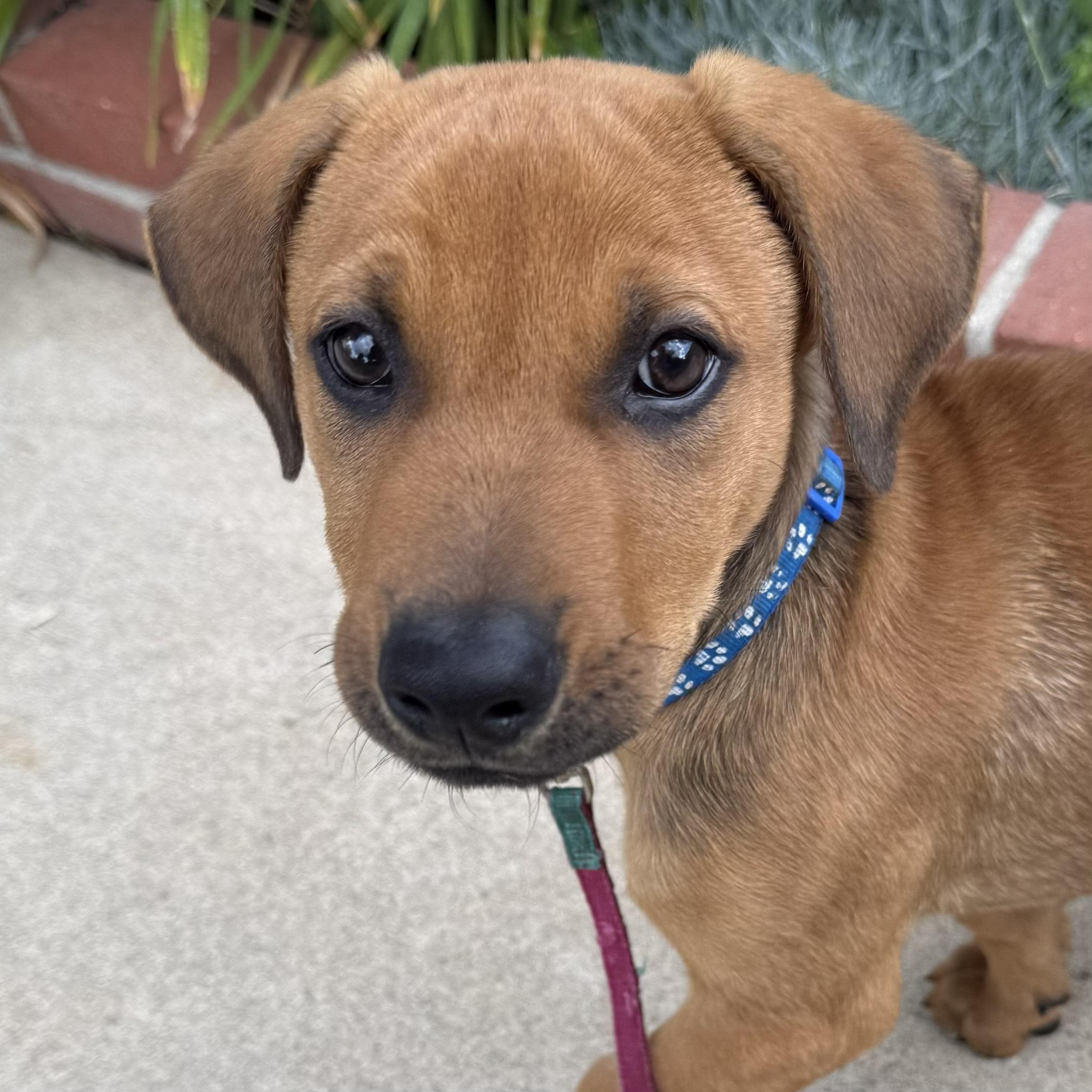 Brownie, an adopted mixed breed in Van Nuys, CA image 2/5