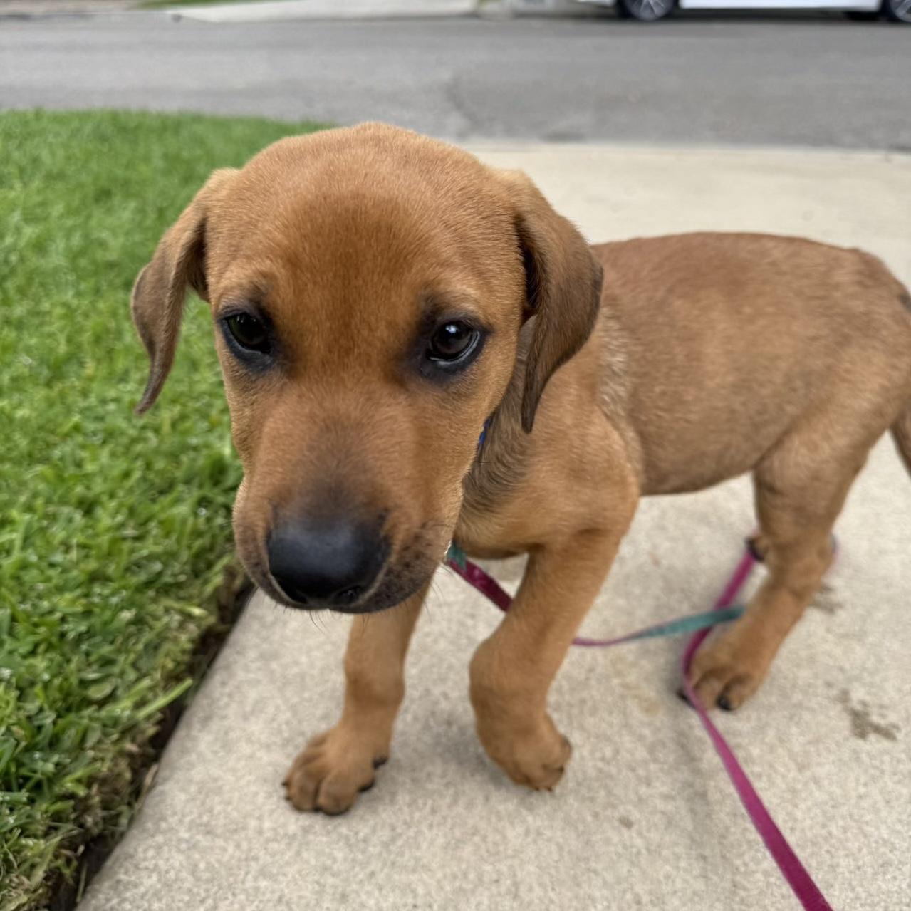 Brownie, an adopted mixed breed in Van Nuys, CA image 5/5