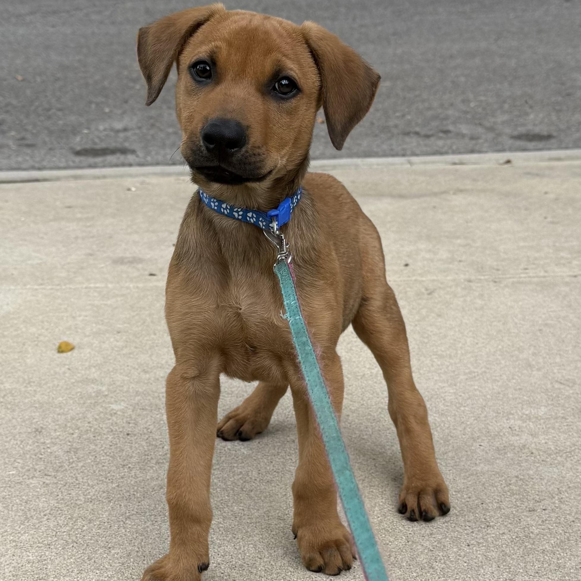 Brownie, adopted, Puppy Male German Shepherd Dog & Beagle.
