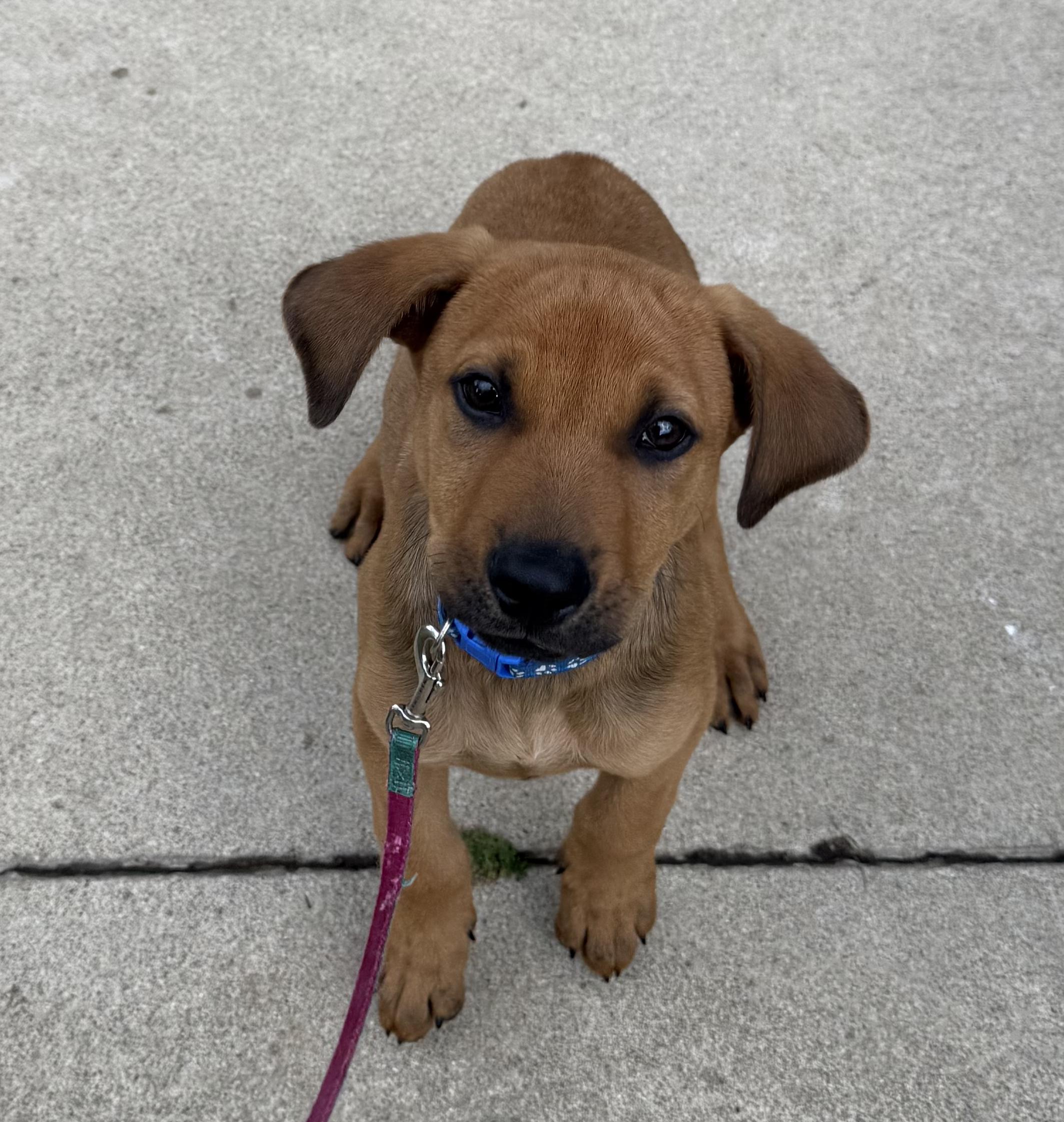 Brownie, an adopted mixed breed in Van Nuys, CA image 4/5