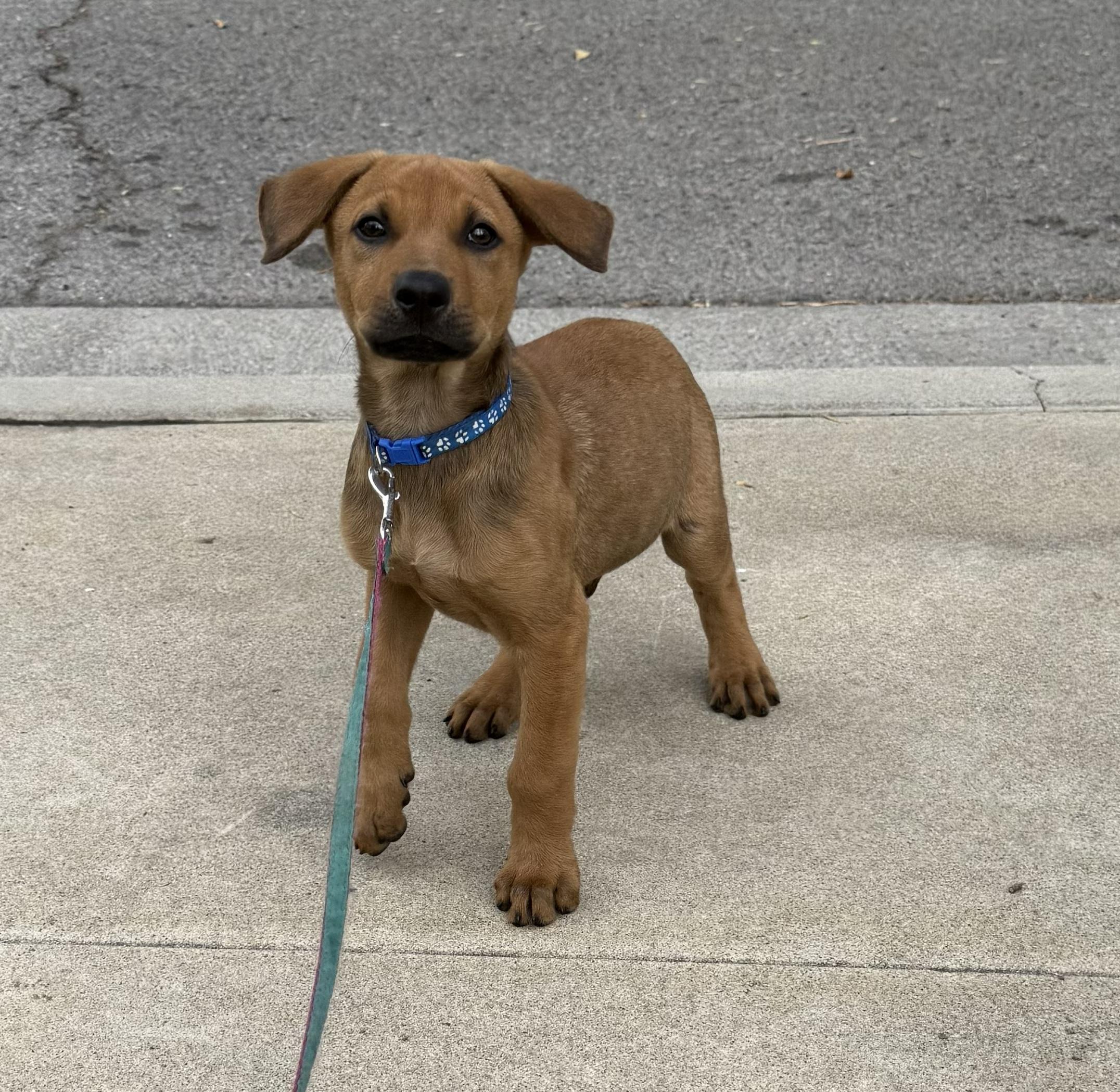 Brownie, an adopted mixed breed in Van Nuys, CA image 3/5