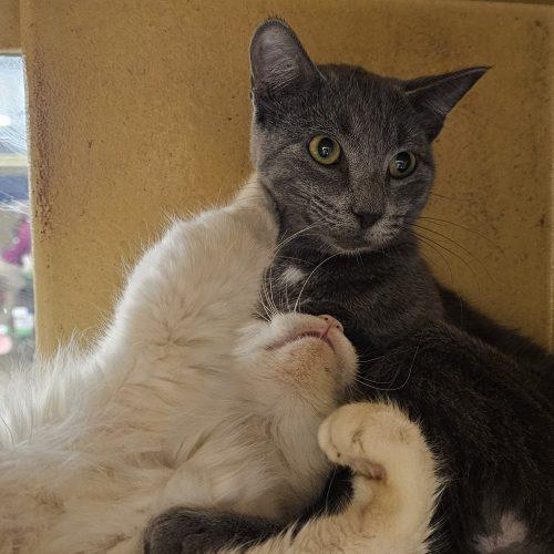 Enlarge Smokey Joe, an adopted Domestic Short Hair in Biloxi, MS image 1/1