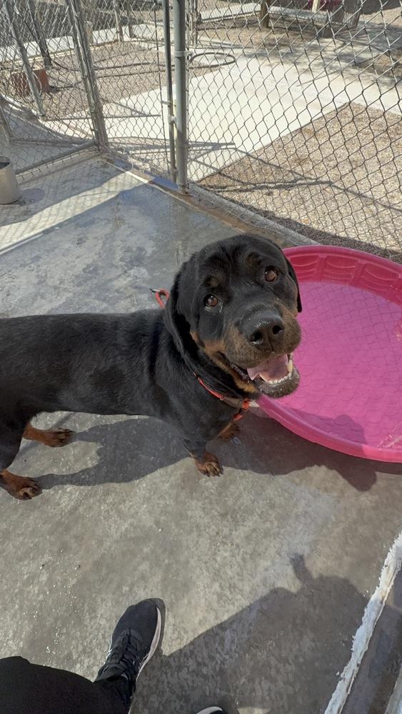 Storm, Adoptable, Young Male Rottweiler.
