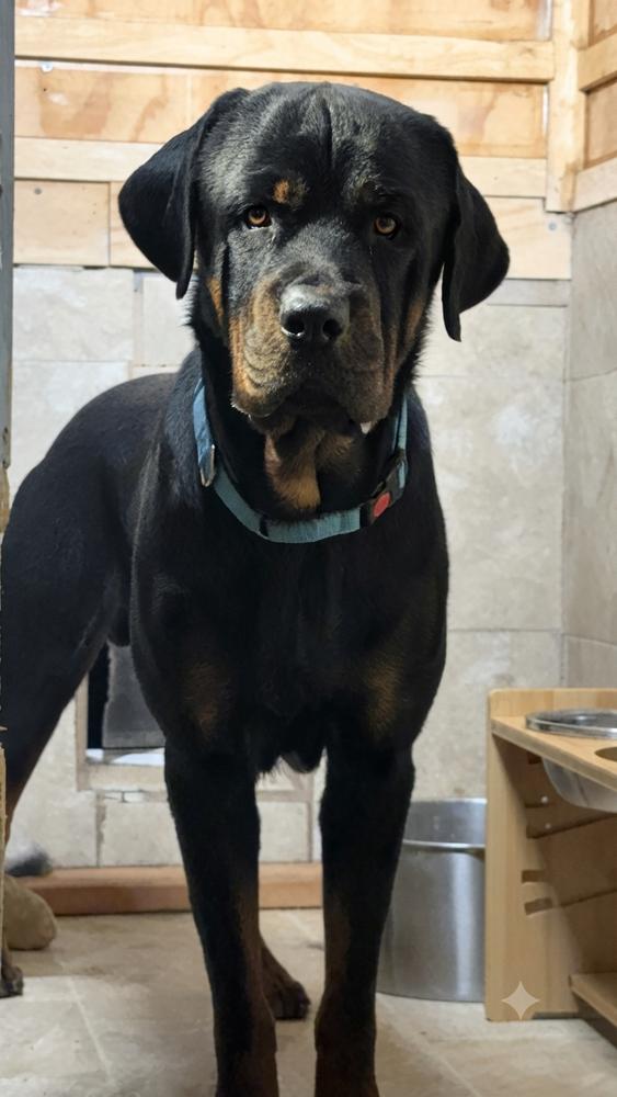 Enlarge Storm, a Adoptable Rottweiler in Gilbert, AZ image 2/3