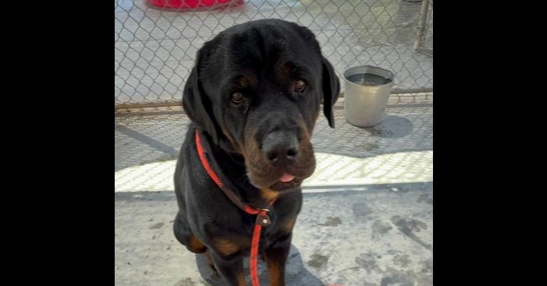 Enlarge Storm, a Adoptable Rottweiler in Gilbert, AZ image 2/2