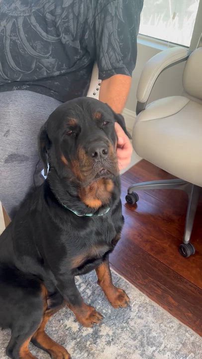 Enlarge Storm, a Adopted Rottweiler in Gilbert, AZ video 4/4