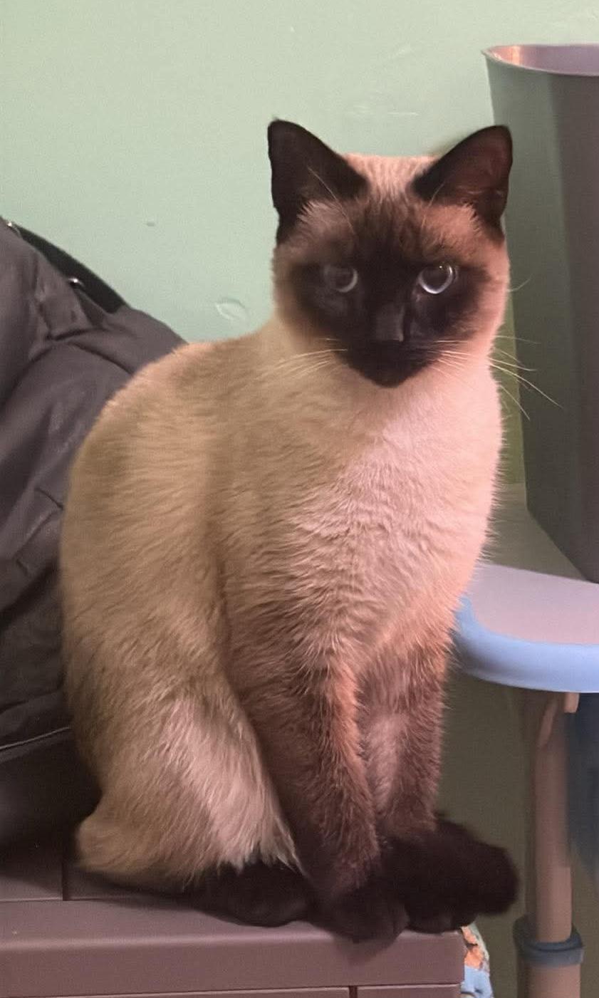 Enlarge Skye, a Adoptable Siamese in Catlettsburg, KY image 1/3