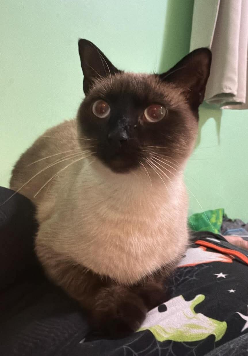 Enlarge Skye, a Adoptable Siamese in Catlettsburg, KY image 3/3