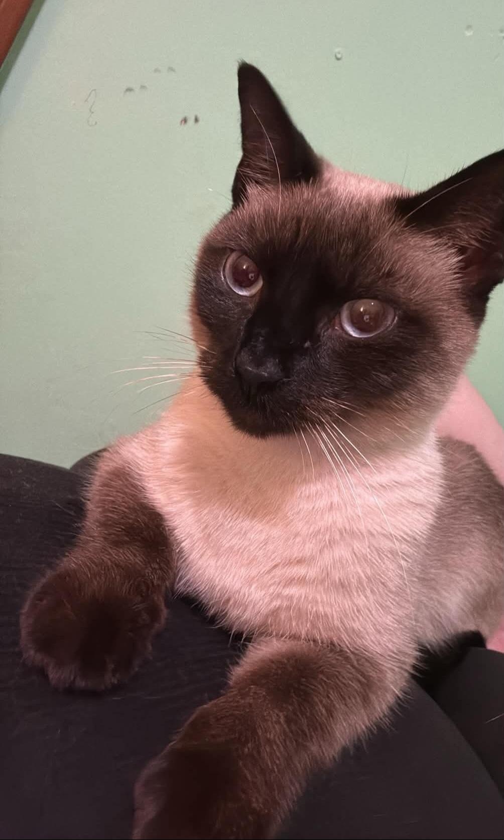 Enlarge Skye, a Adoptable Siamese in Catlettsburg, KY image 2/3