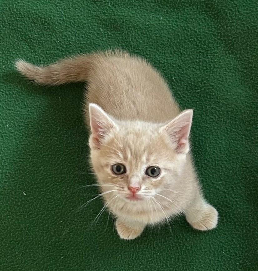 Greg Brady, an adopted Domestic Short Hair in Floyd, VA image 4/4