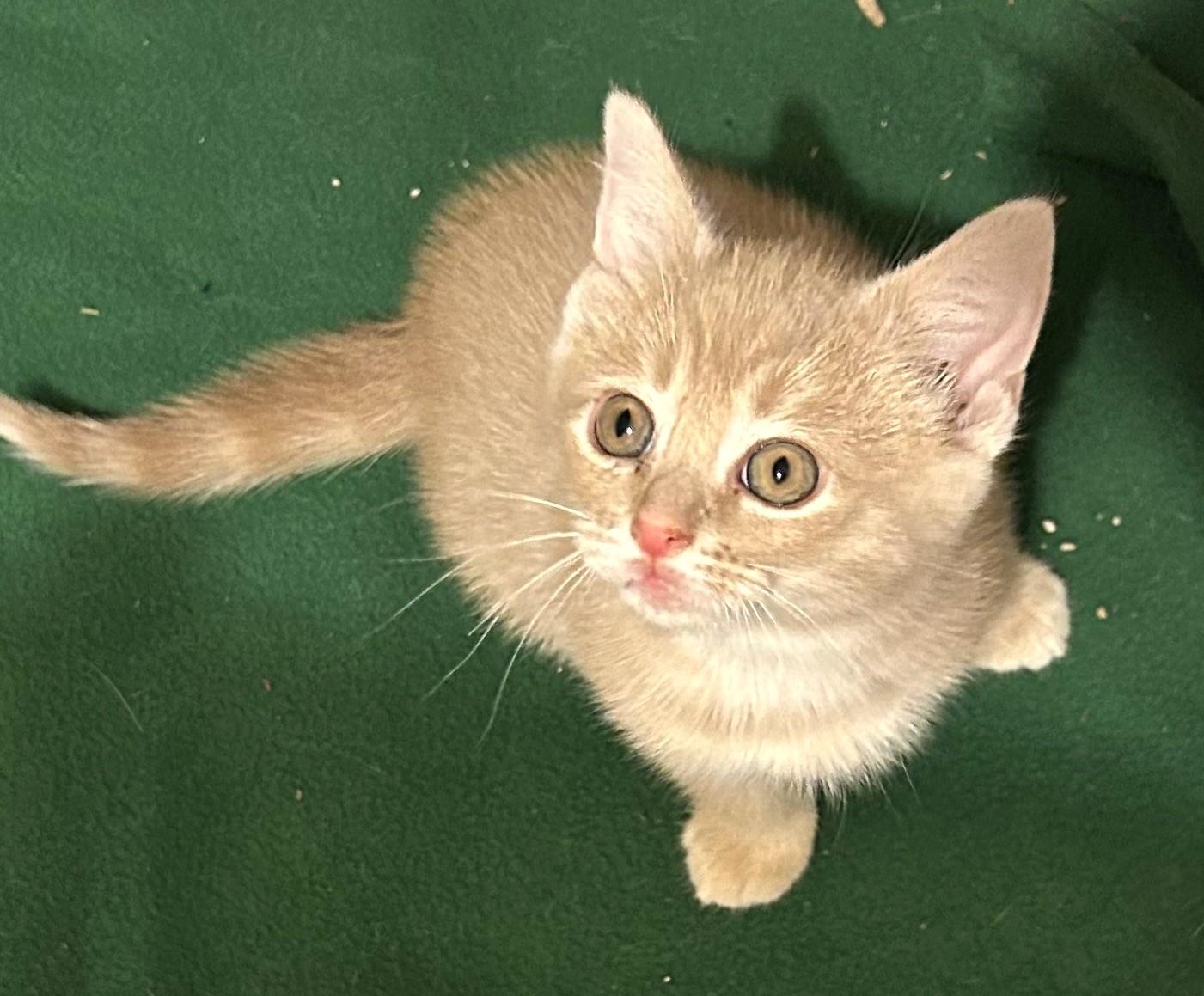 Greg Brady, an adopted Domestic Short Hair in Floyd, VA image 2/4