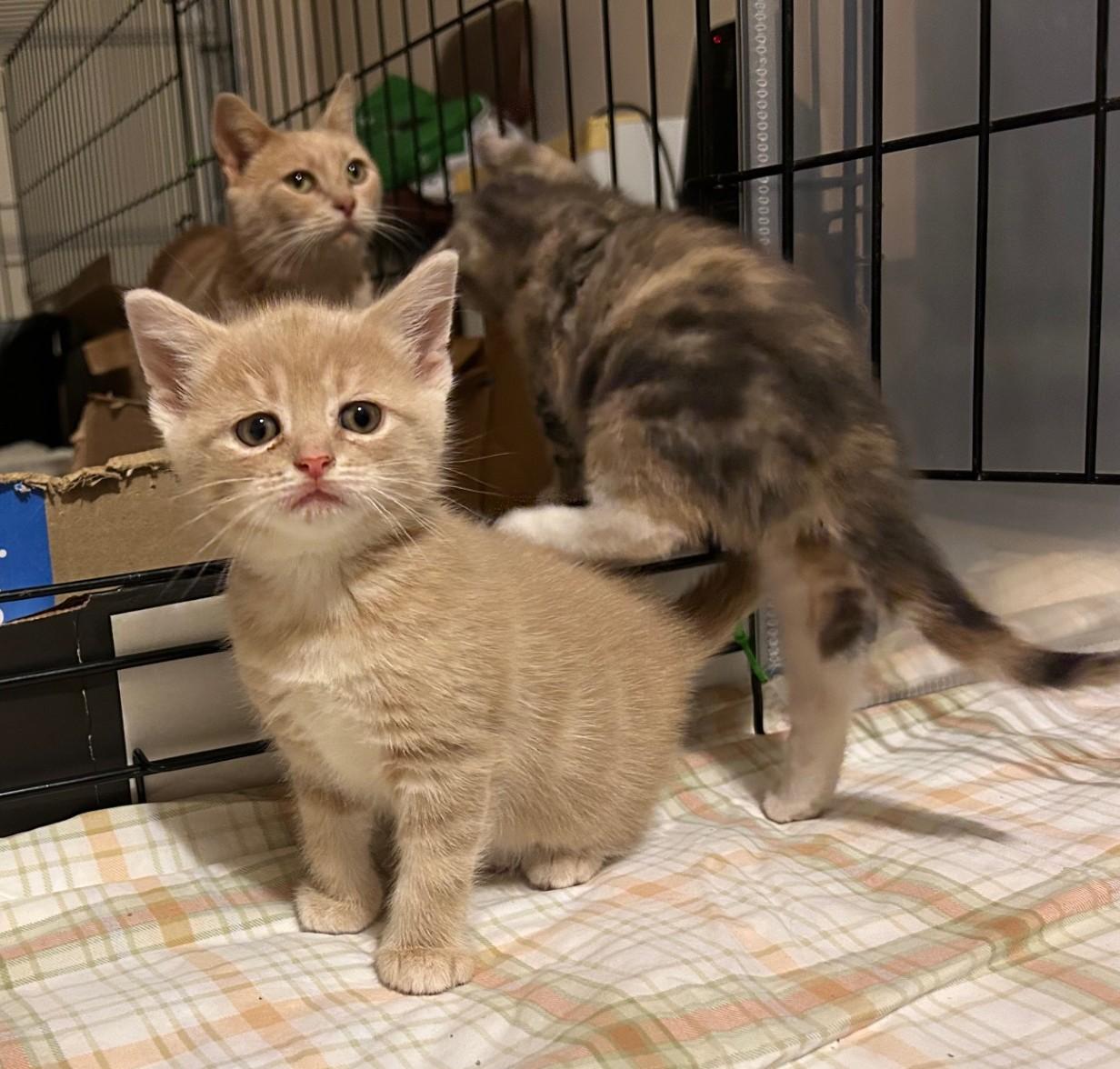 Greg Brady, an adopted Domestic Short Hair in Floyd, VA image 3/4