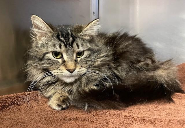 Fireflight, ADOPTABLE, Adult Female Domestic Long Hair.