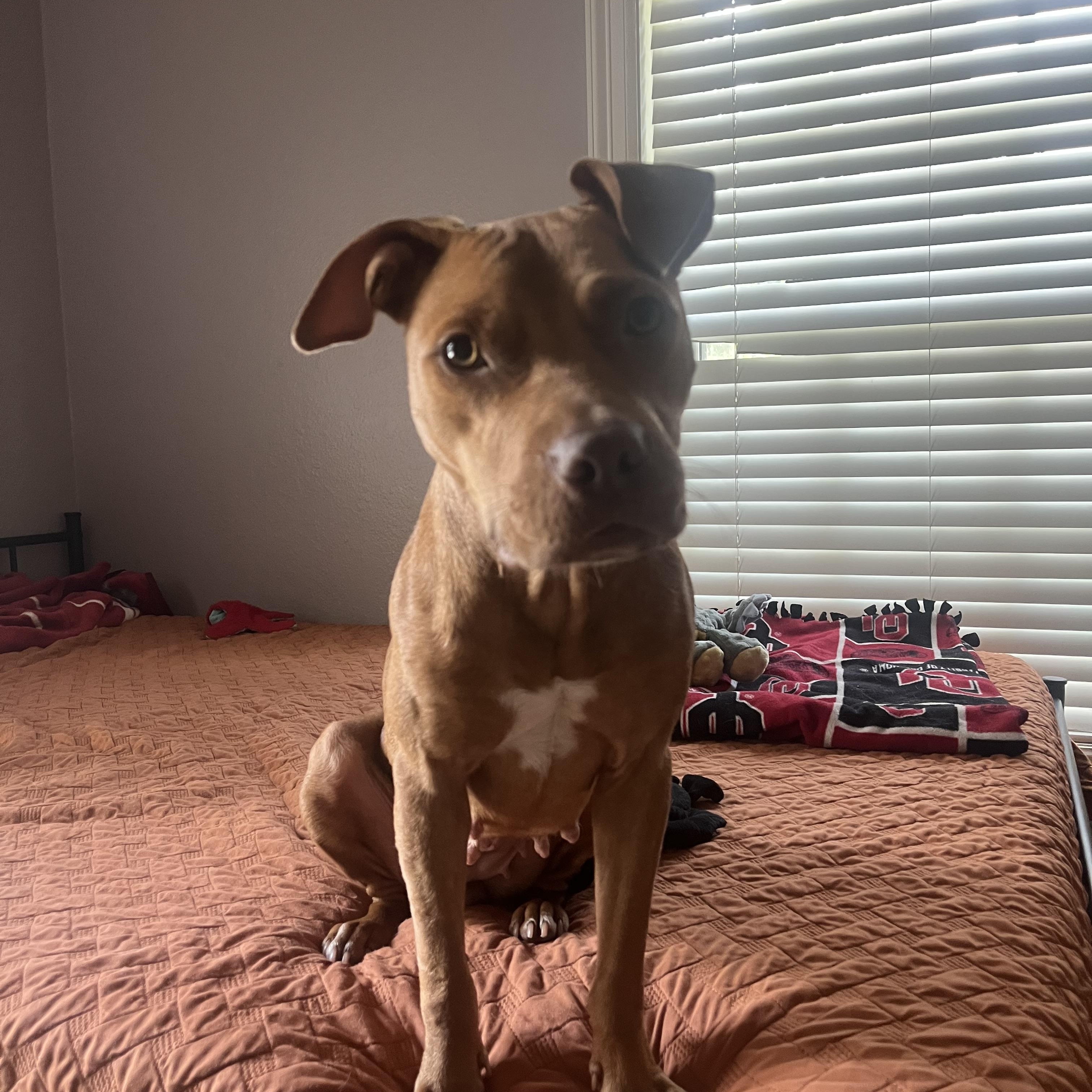 Enlarge Anabelle, a Adoptable mixed breed in Bend , OR image 2/6