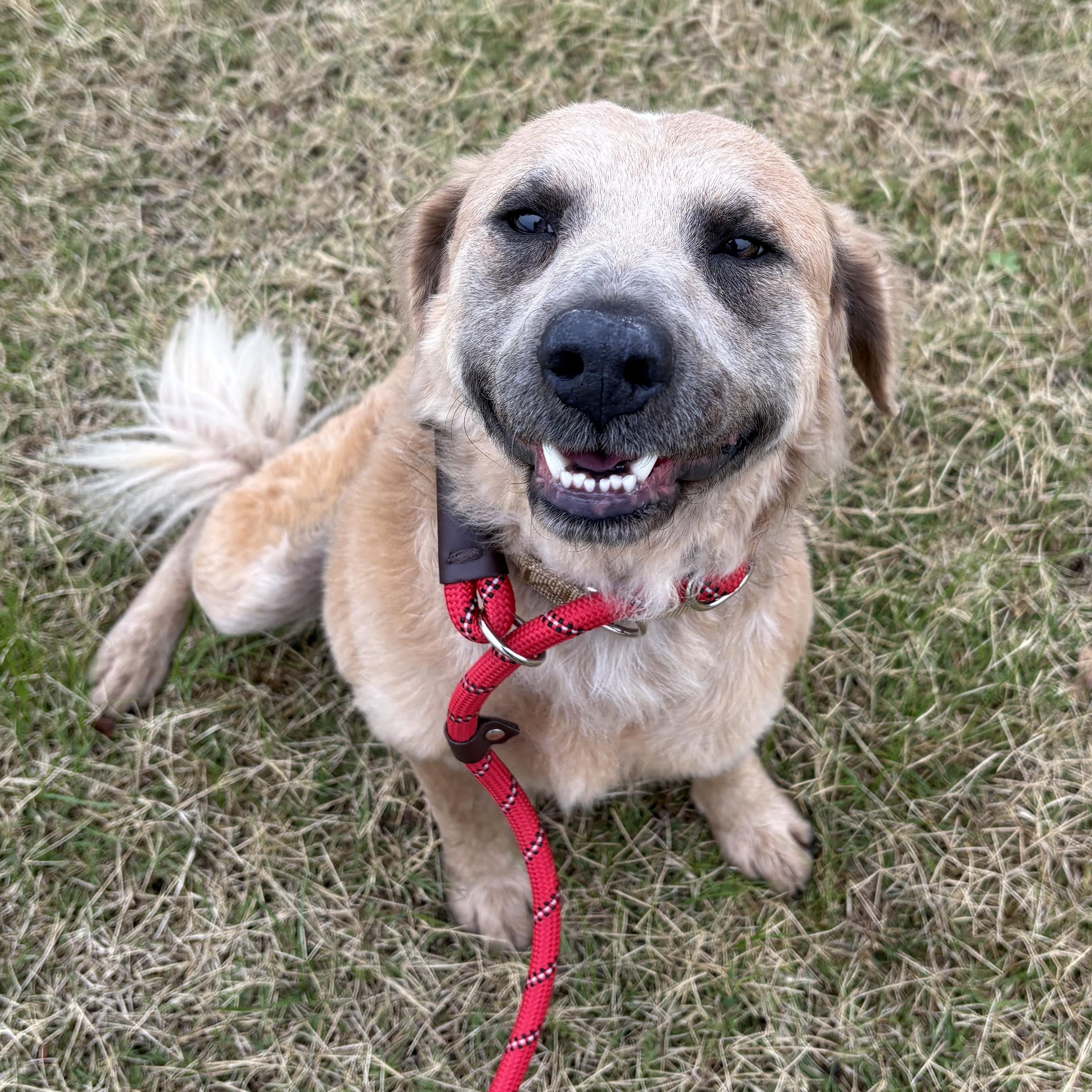 Cinnamon — thumbnail 6