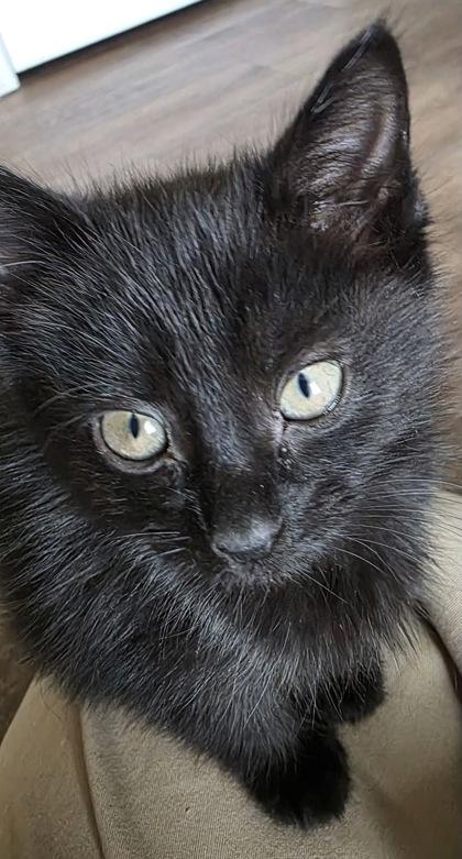 Anya, Adoptable, Kitten Female Domestic Medium Hair & Domestic Short Hair.