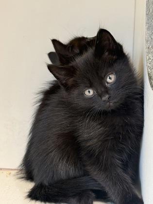 Anya, a Adoptable mixed breed in Lawrenceville, GA image 2/2