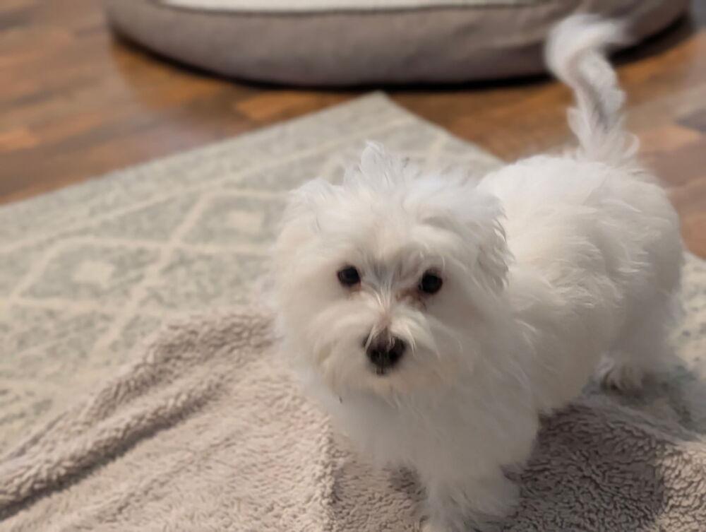 Avery, a Adopted Maltese in Oakland, MI image 2/6