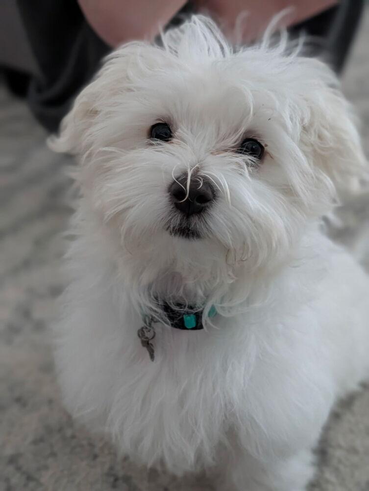 Avery, a Adopted Maltese in Oakland, MI image 3/6