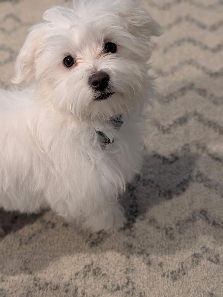 Avery, a Adopted Maltese in Oakland, MI image 4/6