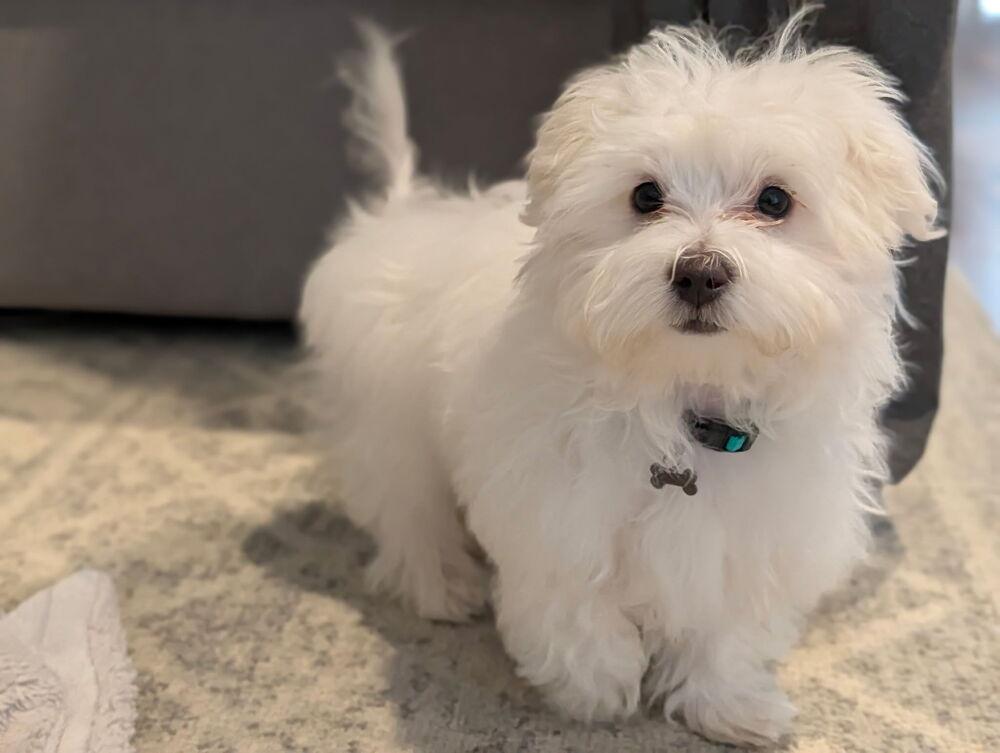 Avery, a Adopted Maltese in Oakland, MI image 5/6
