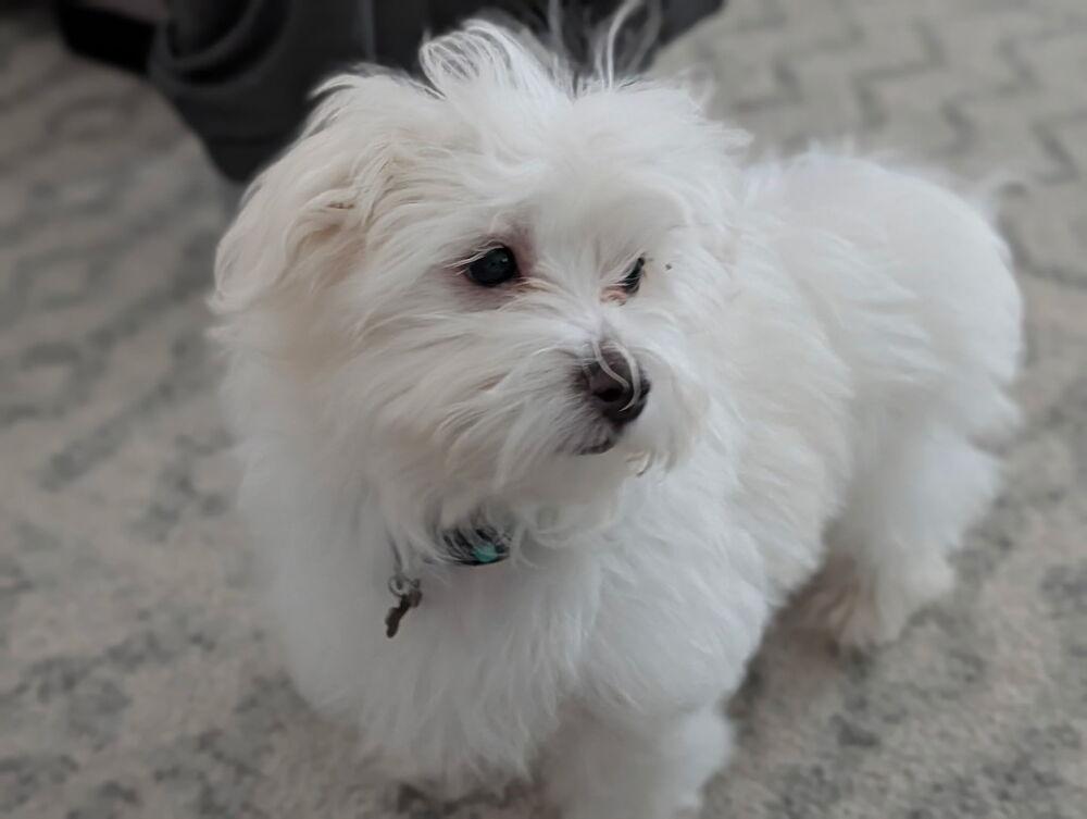 Avery, a Adopted Maltese in Oakland, MI image 6/6
