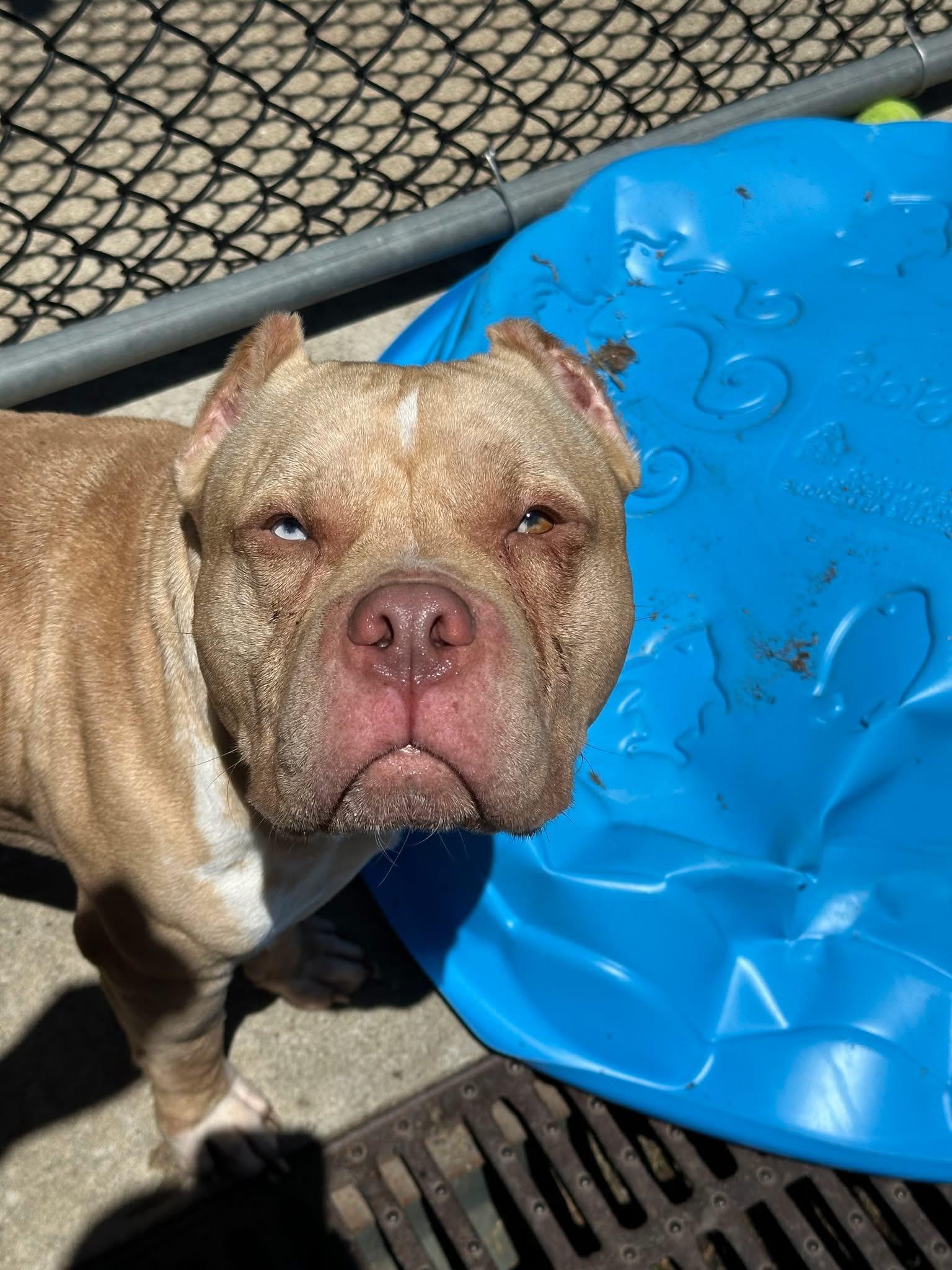 Flintstone, a ADOPTABLE Pit Bull Terrier in Chicago, IL image 3/5