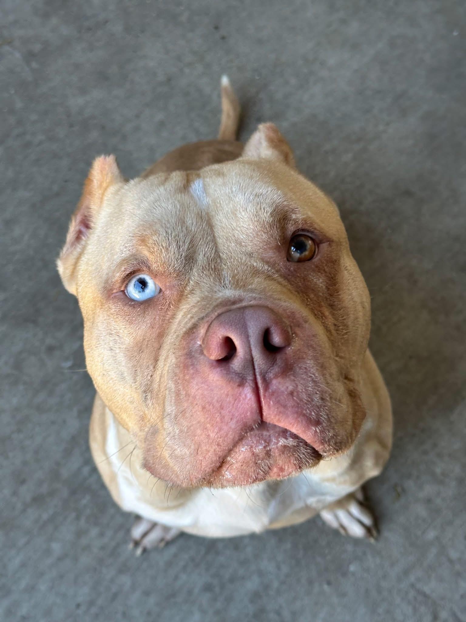 Flintstone, a ADOPTABLE Pit Bull Terrier in Chicago, IL image 2/5