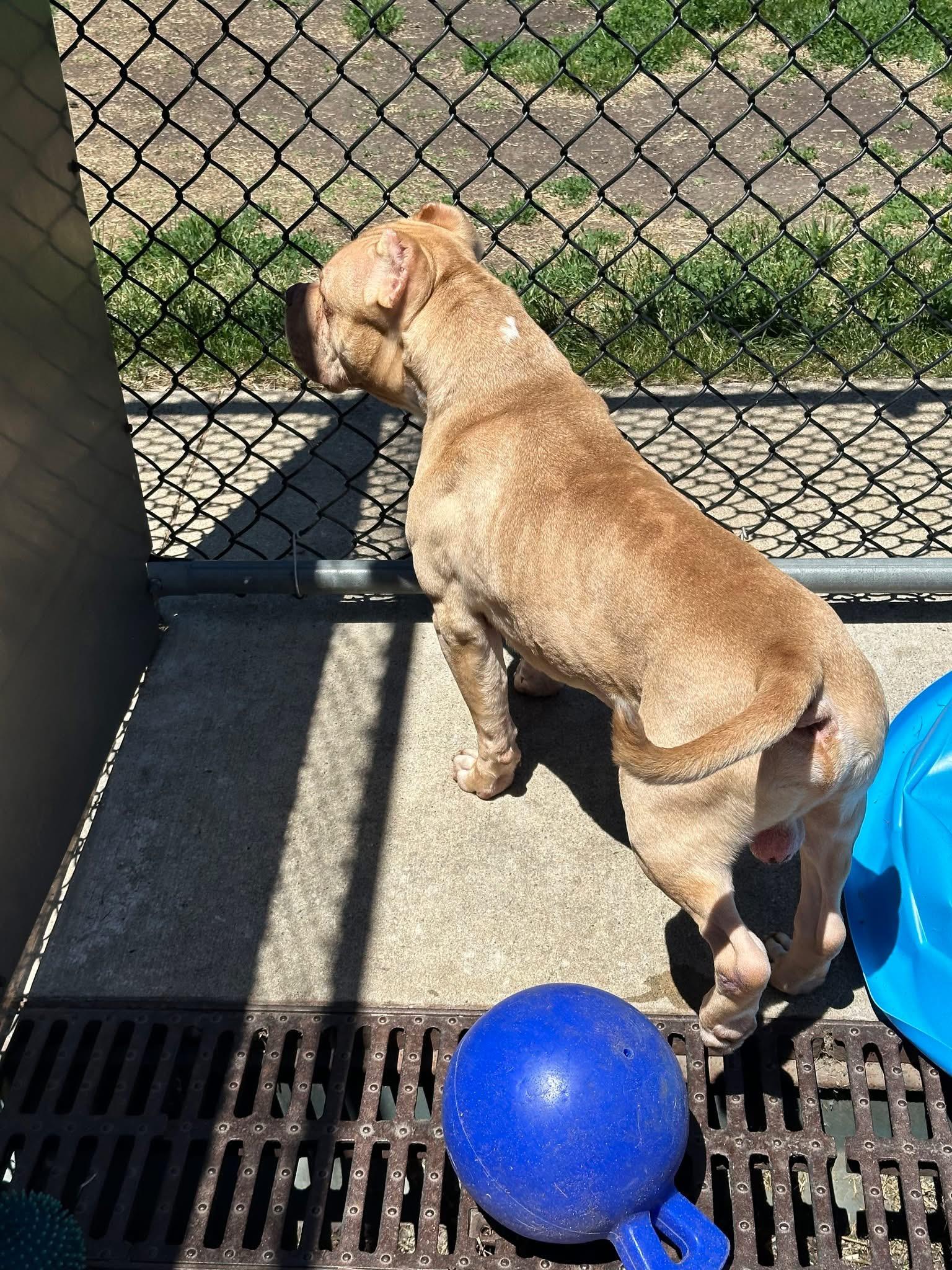 Flintstone, a ADOPTABLE Pit Bull Terrier in Chicago, IL image 5/5