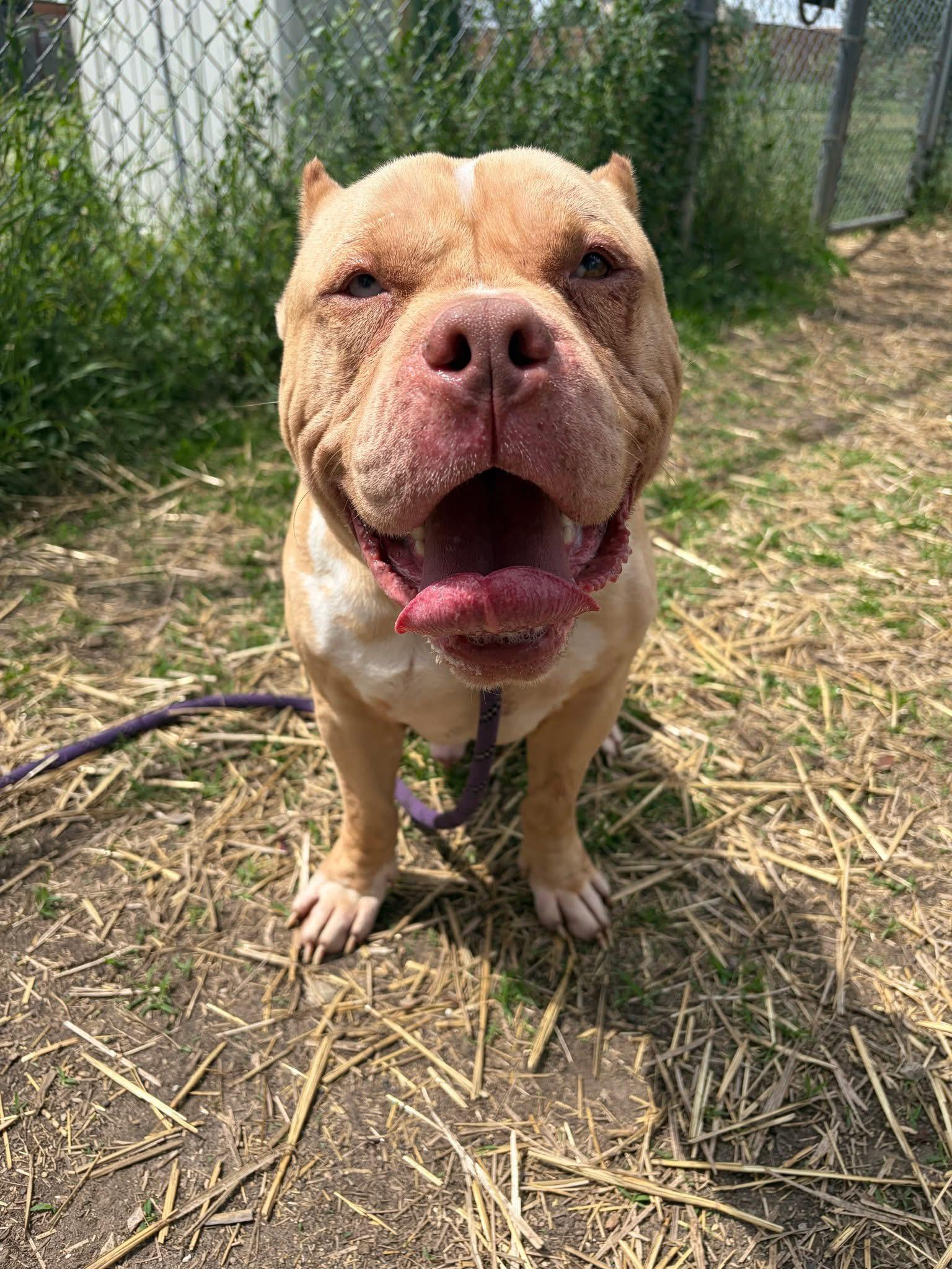 Flintstone, ADOPTABLE, Adult Male Pit Bull Terrier.