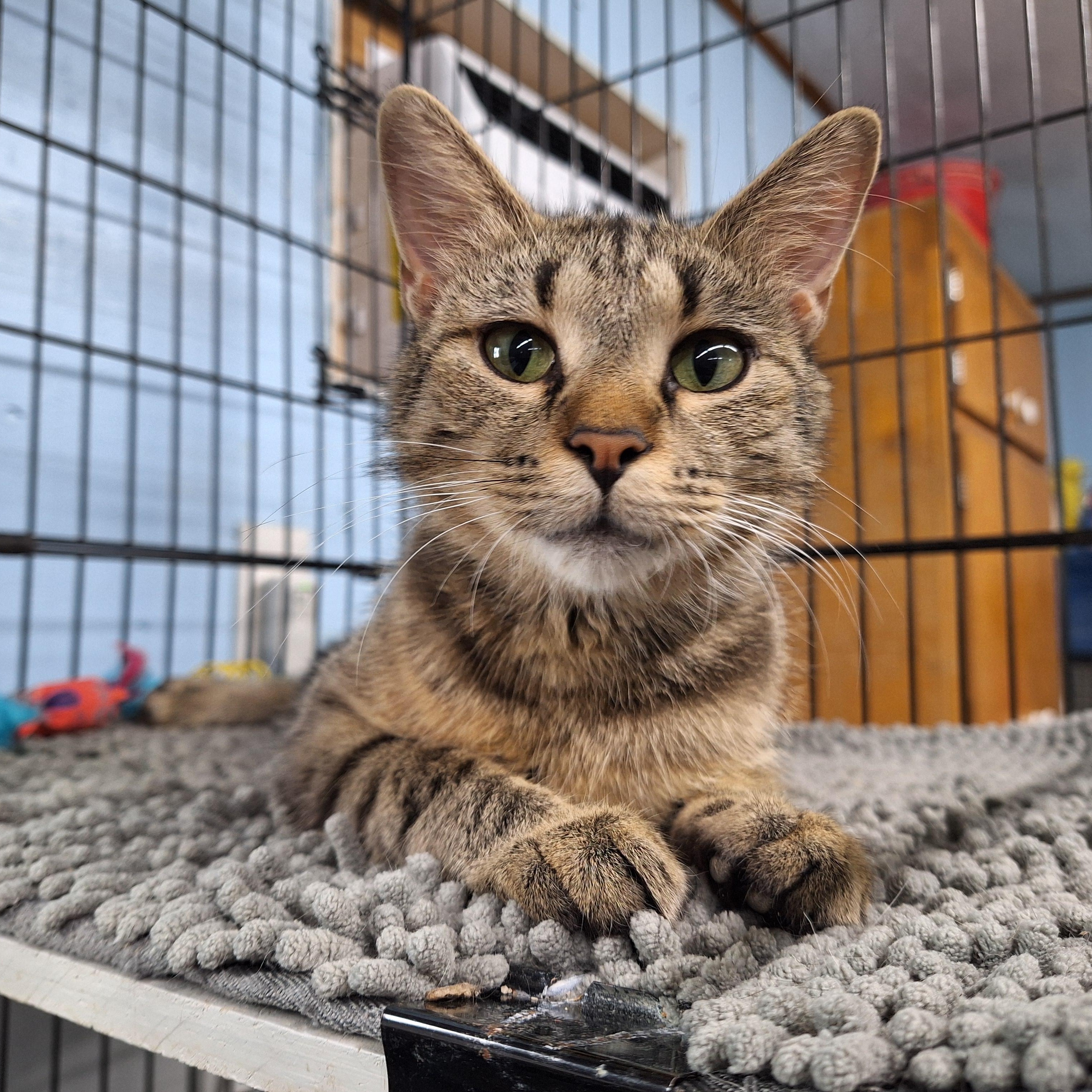 April, a ADOPTABLE Domestic Short Hair in Clarinda, IA image 5/6