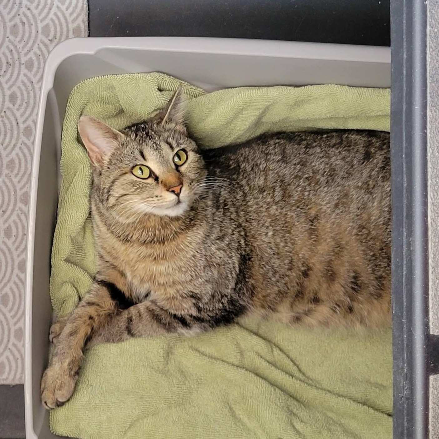 April, a ADOPTABLE Domestic Short Hair in Clarinda, IA image 3/3