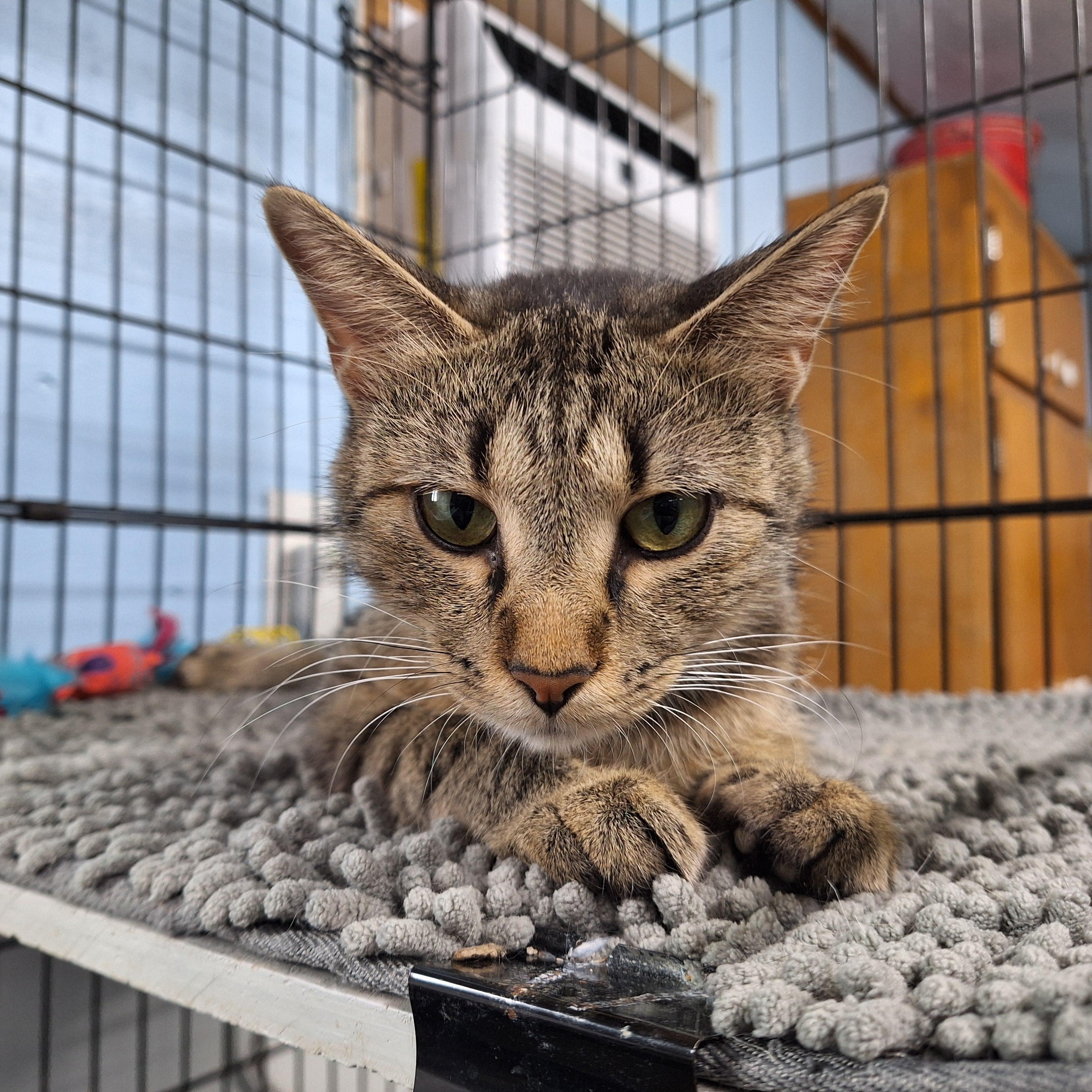 April, a ADOPTABLE Domestic Short Hair in Clarinda, IA image 6/6