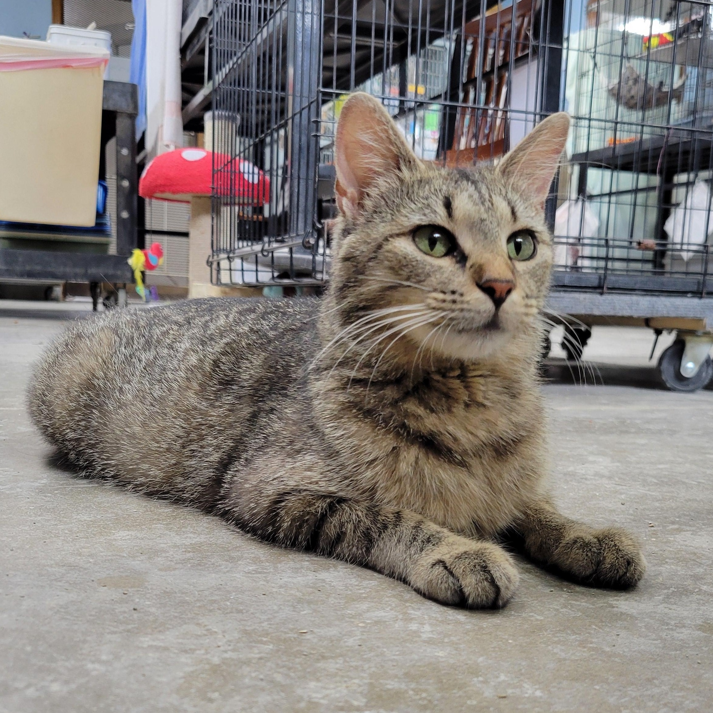April, ADOPTABLE, Young Female Domestic Short Hair.