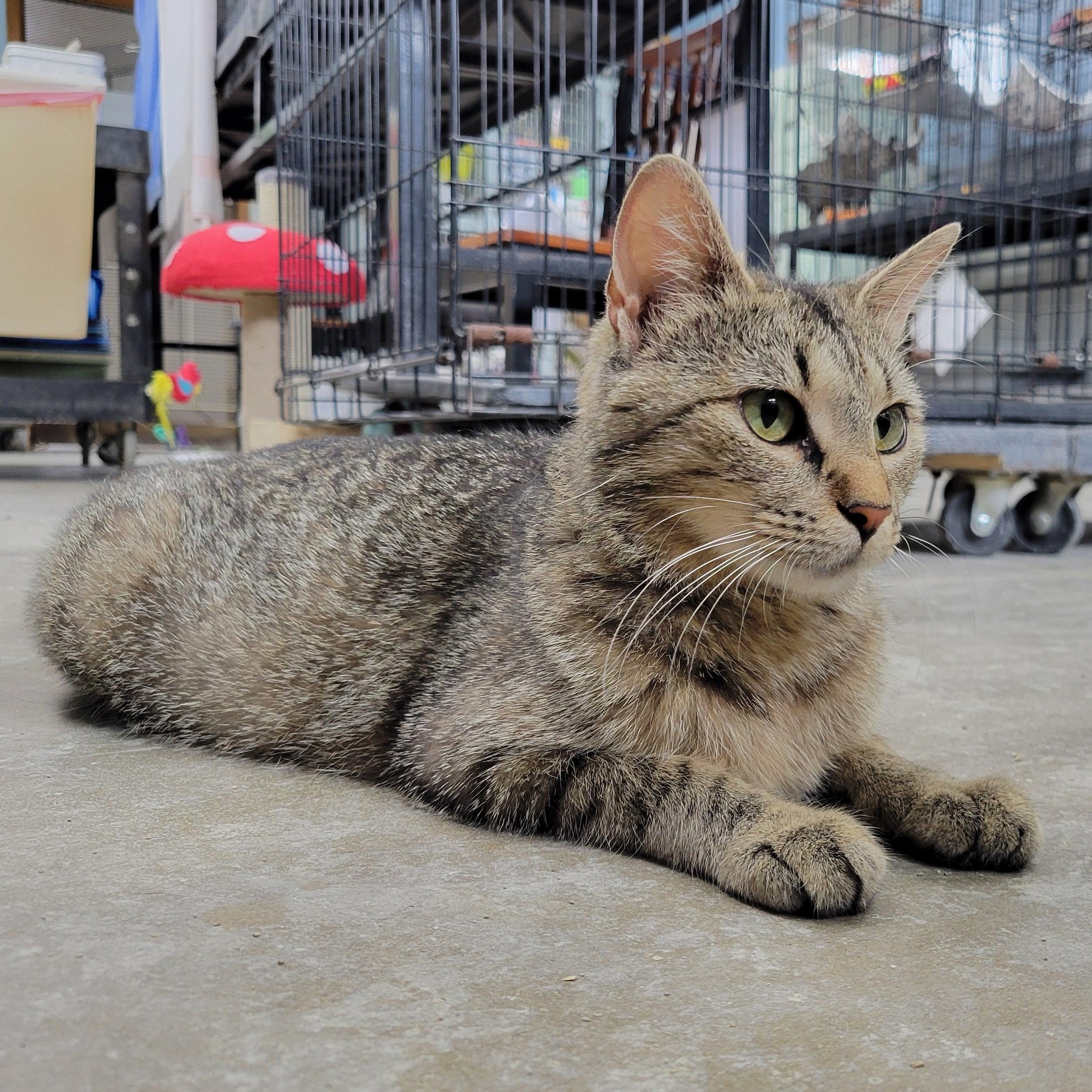 April, a ADOPTABLE Domestic Short Hair in Clarinda, IA image 2/3