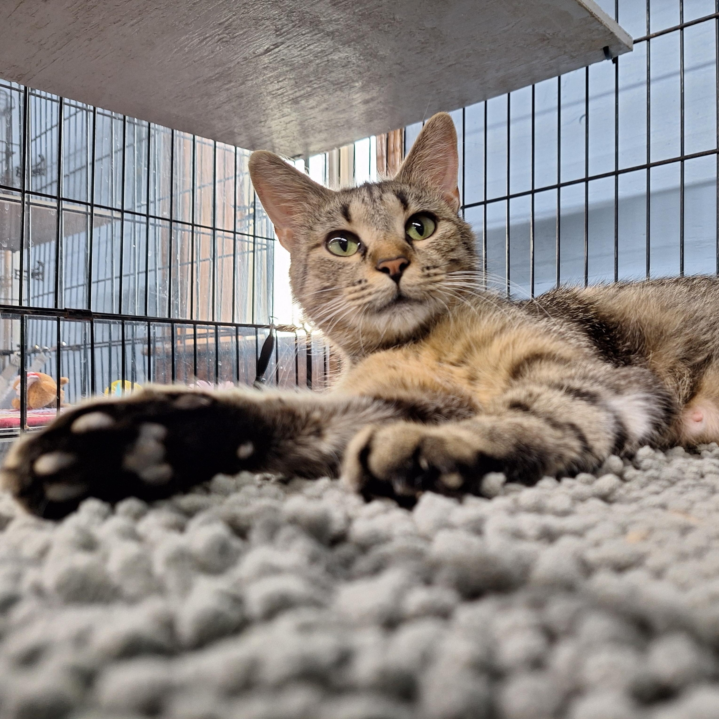 April, a ADOPTABLE Domestic Short Hair in Clarinda, IA image 1/6