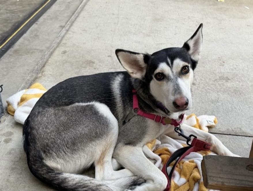 Sosa, an adopted mixed breed in Commerce City, CO image 5/6