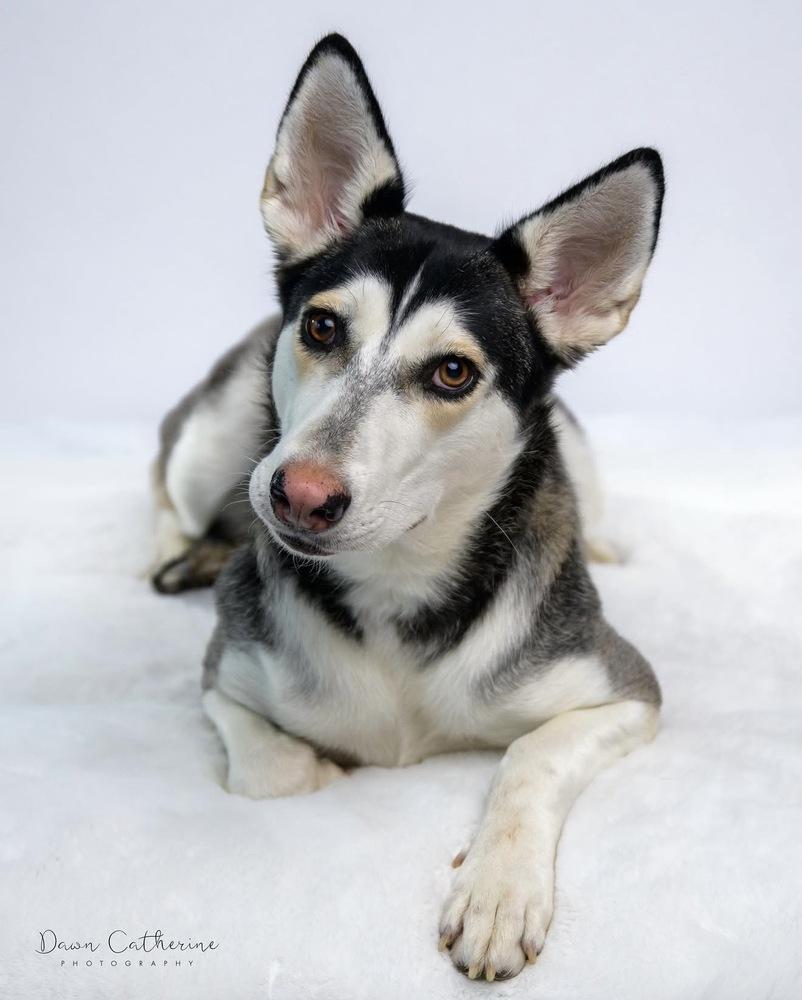 Sosa, adopted, Adult Female Husky.