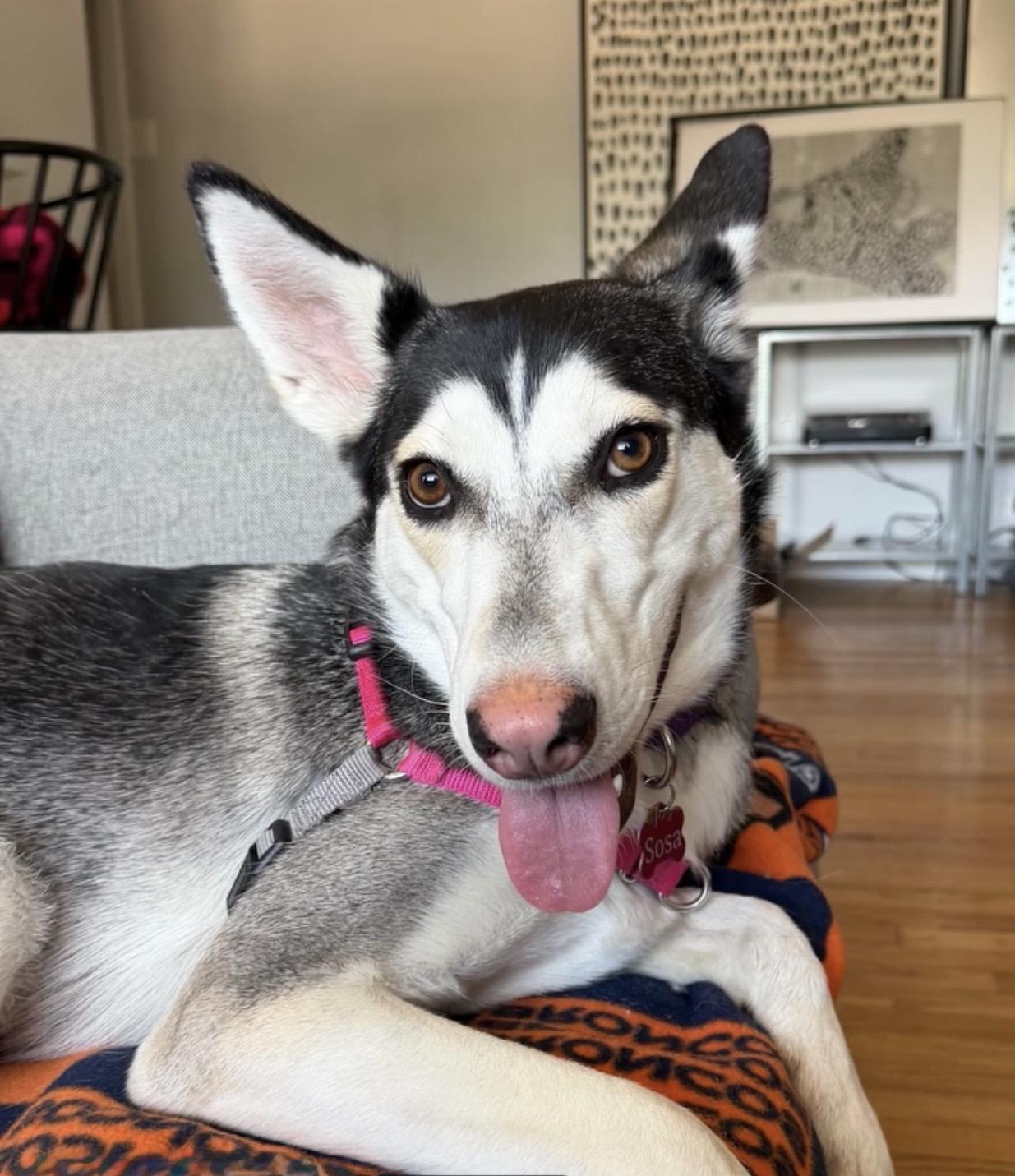 Sosa, an adopted mixed breed in Commerce City, CO image 2/6