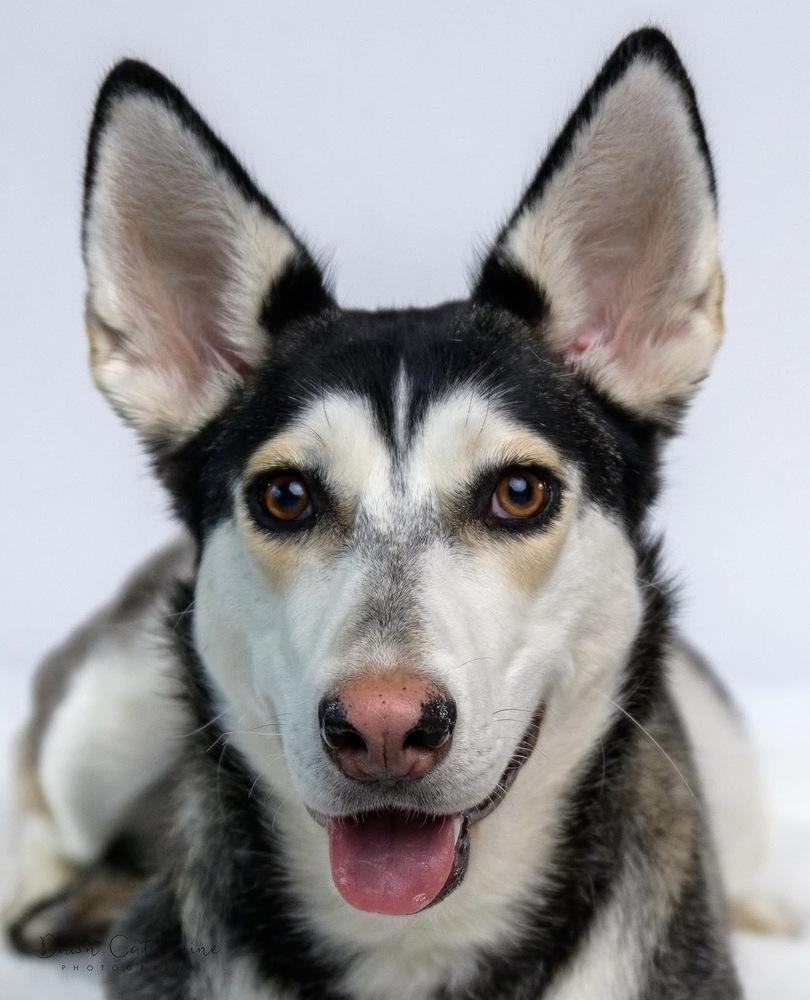 Sosa, an adopted mixed breed in Commerce City, CO image 4/6
