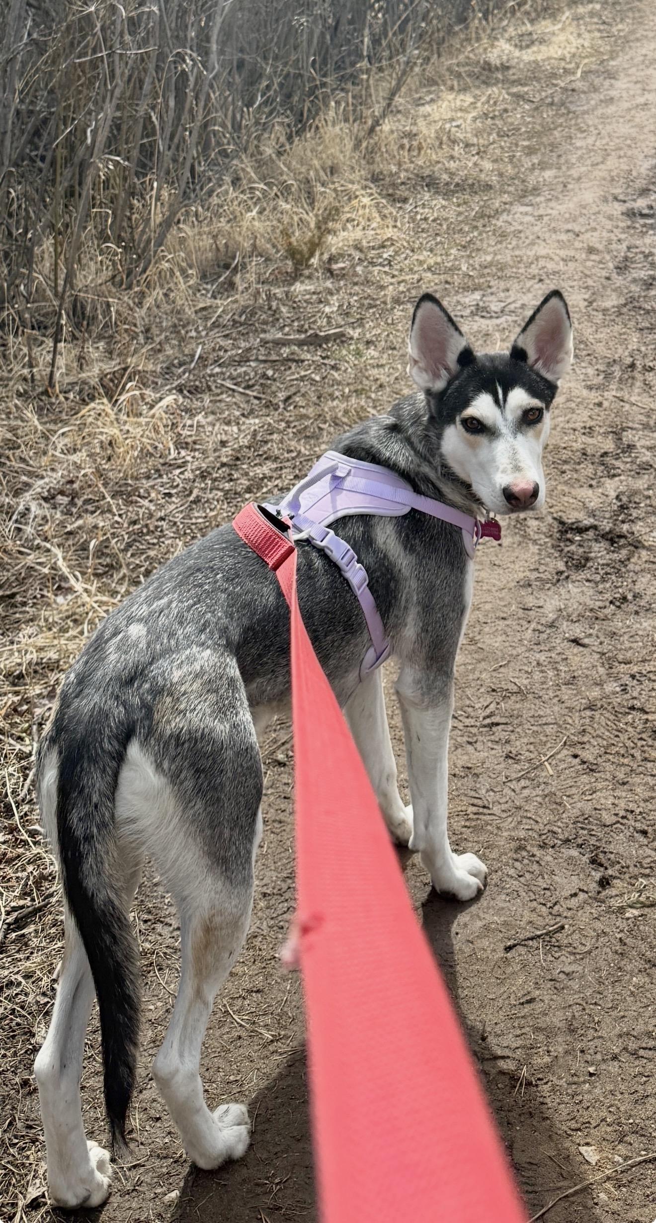 Sosa, an adopted mixed breed in Commerce City, CO image 3/6