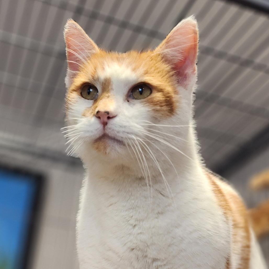 Mr. Jones, Adoptable, Adult Male Domestic Short Hair.