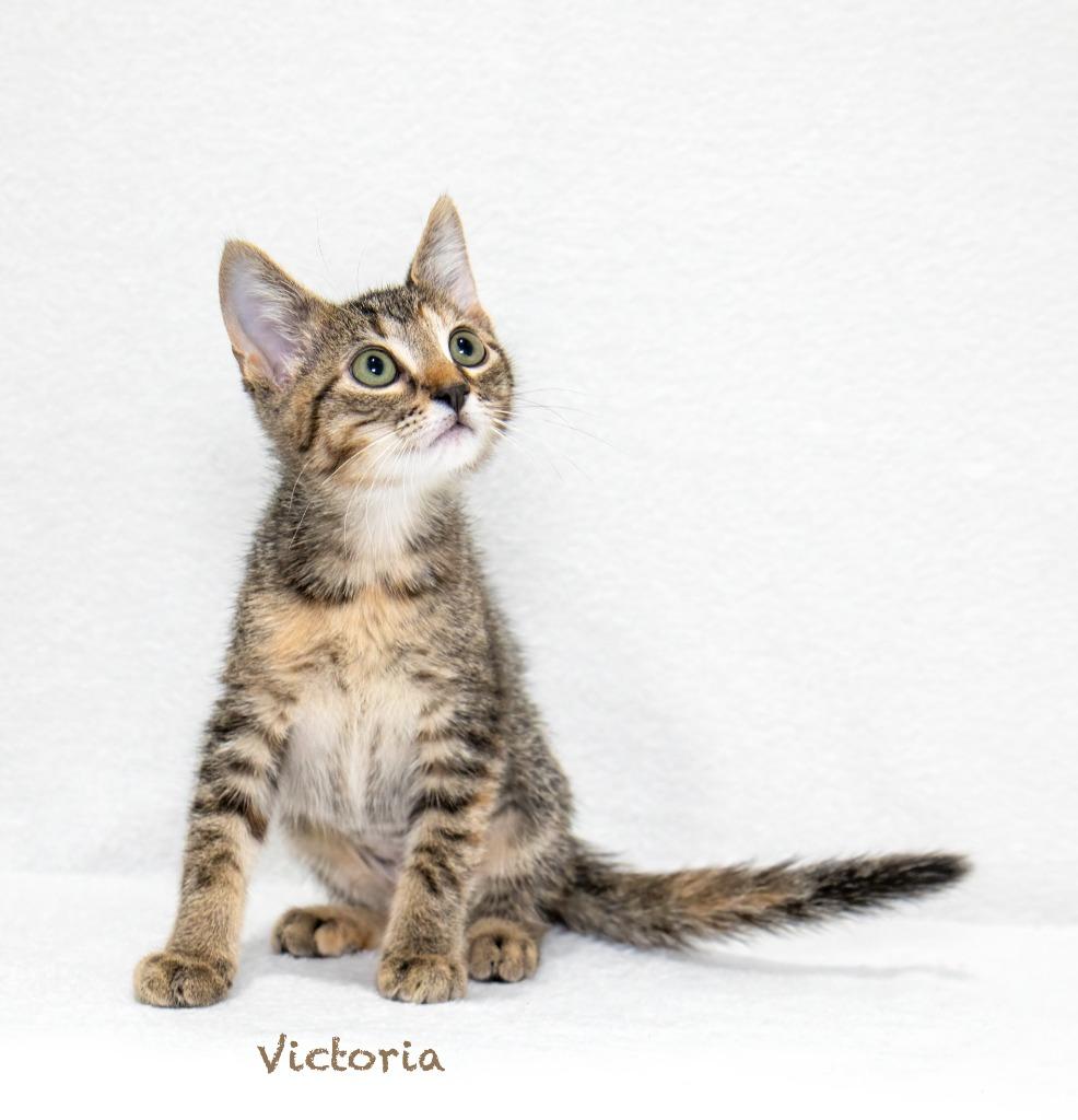 Enlarge Victoria, a Adoptable mixed breed in Hot Springs Village, AR image 1/4
