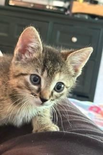 Enlarge Victoria, a Adoptable mixed breed in Hot Springs Village, AR image 3/4