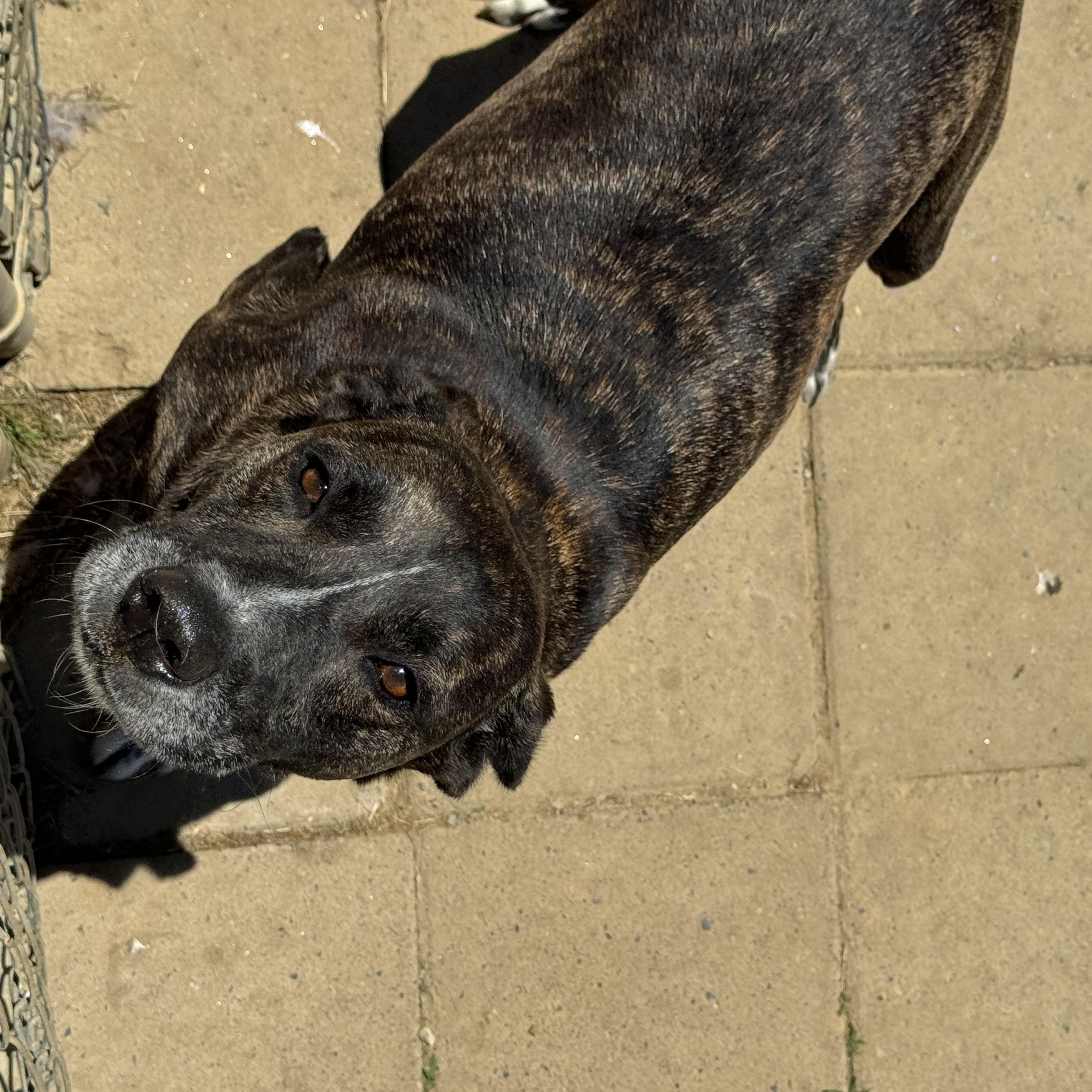 Enlarge Sgt. Major, a ADOPTABLE Mixed Breed in Tullahoma, TN image 1/3