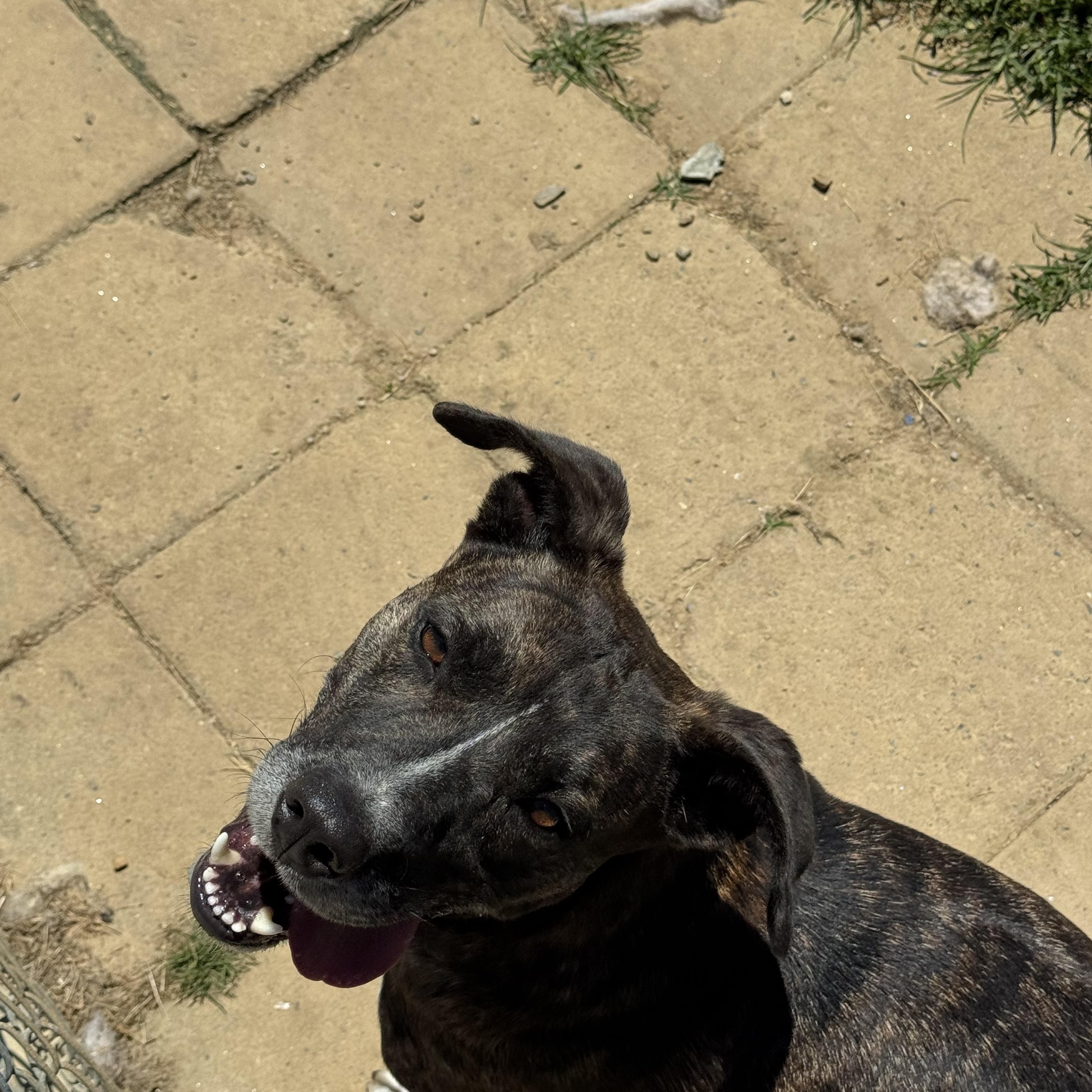 Enlarge Sgt. Major, a ADOPTABLE Mixed Breed in Tullahoma, TN image 2/3