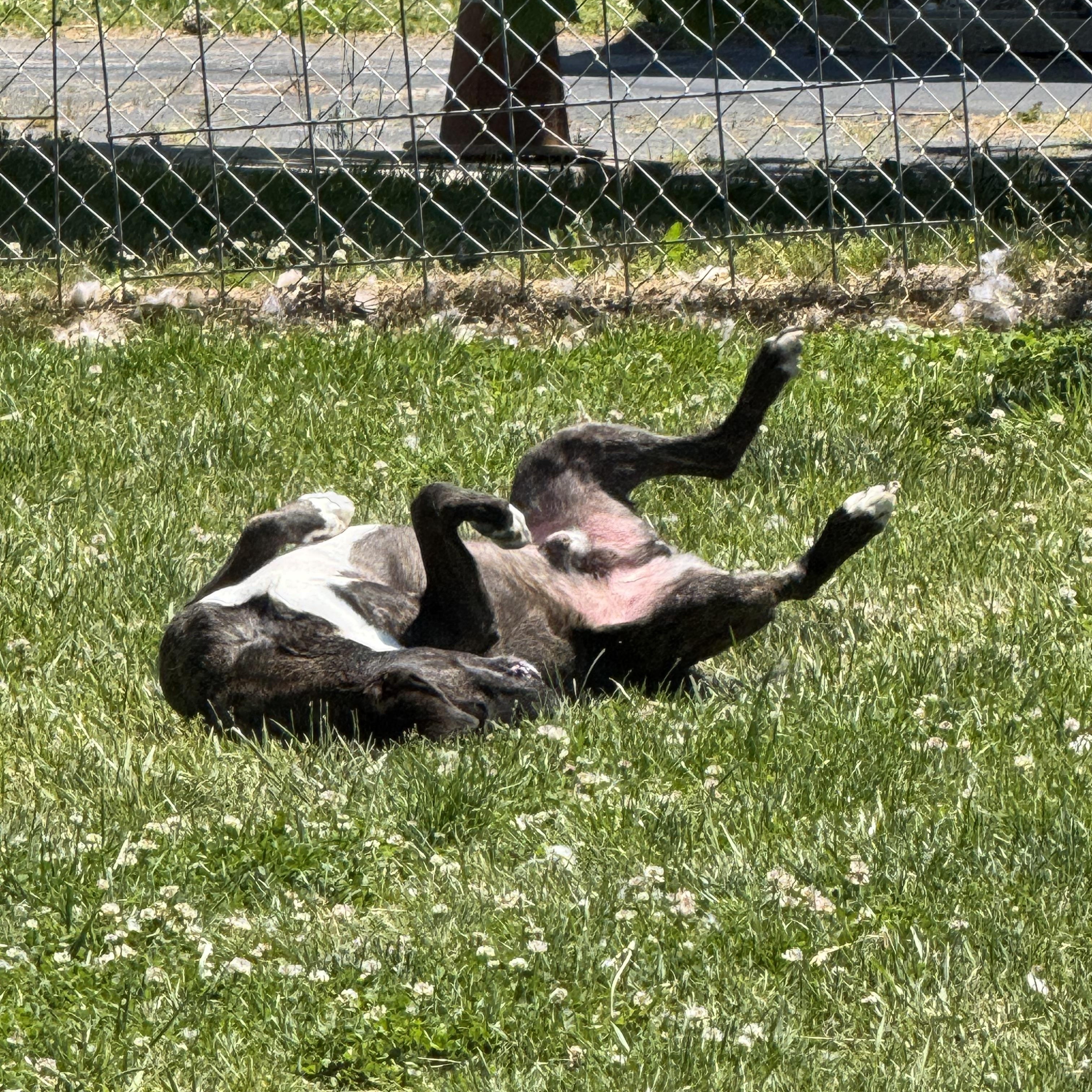 Enlarge Sgt. Major, a ADOPTABLE Mixed Breed in Tullahoma, TN image 3/3