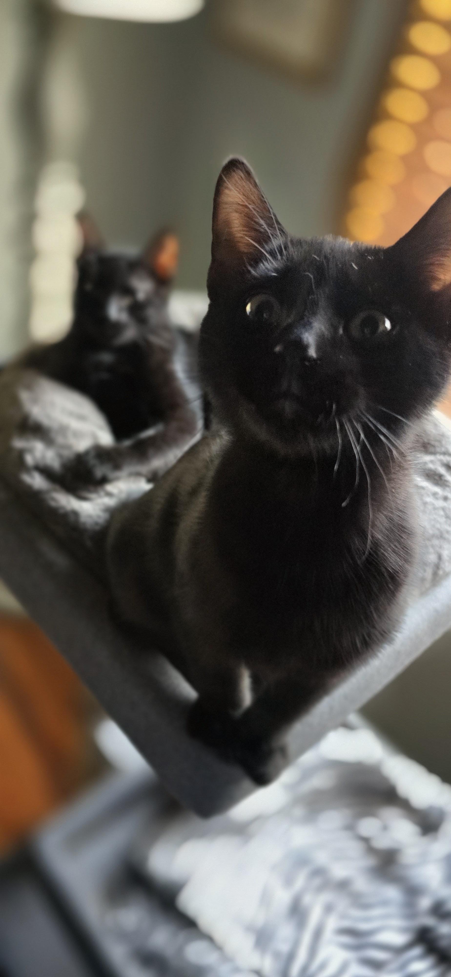 Enlarge Rocco & Marco, an adoptable Domestic Short Hair in Eagan, MN image 2/4