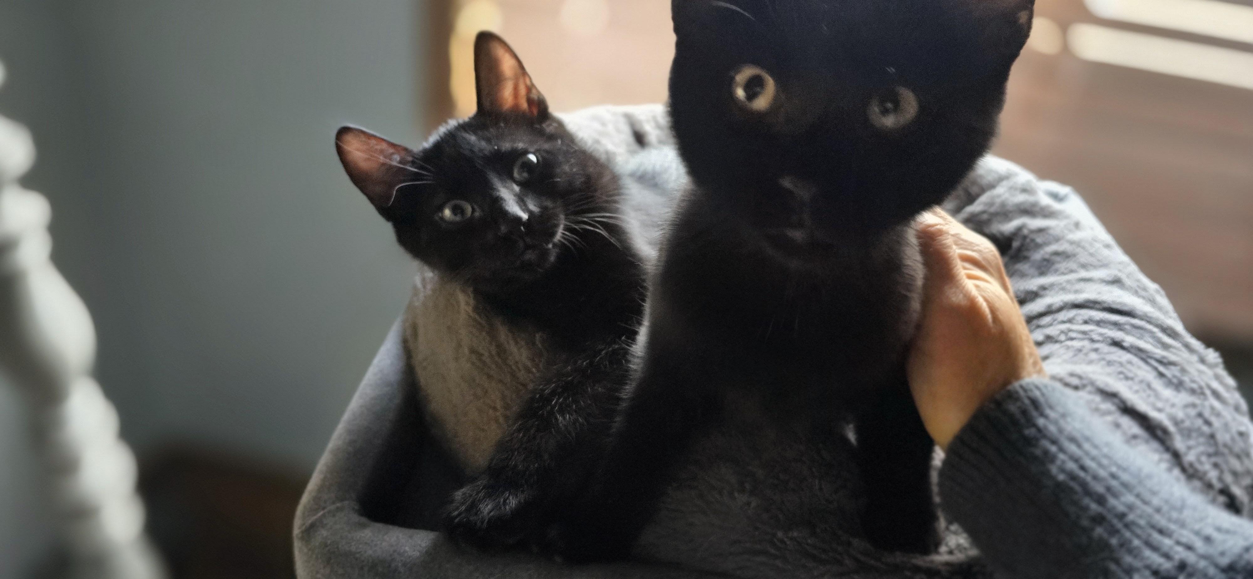 Rocco & Marco, adoptable, Kitten Male Domestic Short Hair.