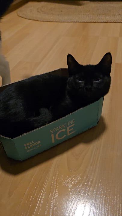 Enlarge Rocco & Marco, an adoptable Domestic Short Hair in Eagan, MN video 5/5